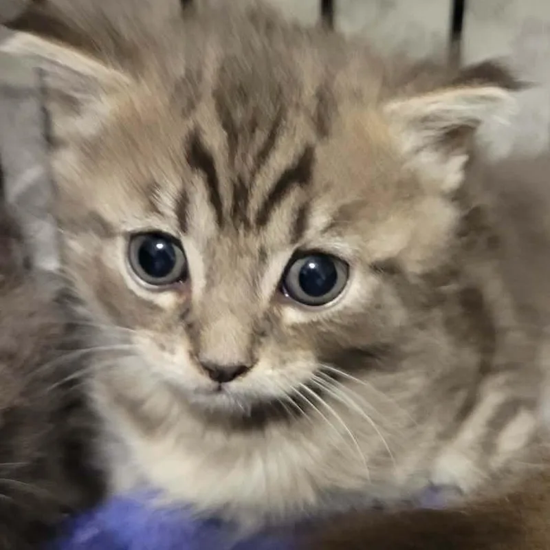 A baby small-sized male Gray / Blue / Silver Domestic Short Hair cat named Zenon for adoption in Danbury, CT