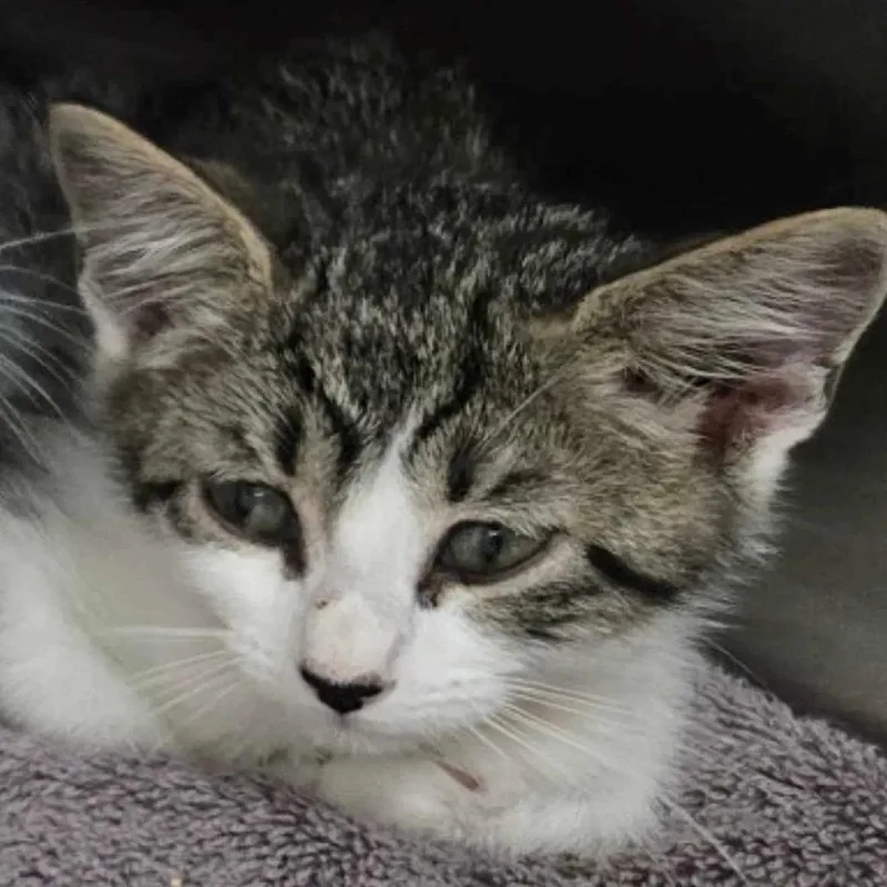 A baby small-sized female Brown / Chocolate Domestic Short Hair cat named Snickers for adoption in Jupiter, FL