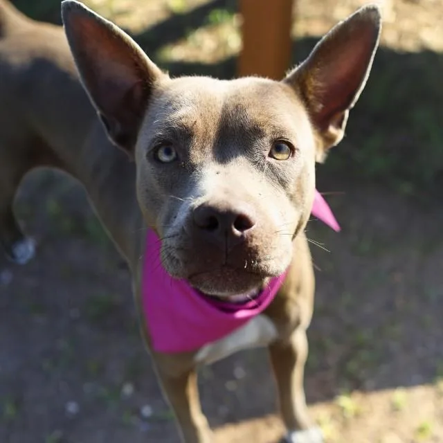 A young medium-sized female Pit Bull Terrier dog named Corona for adoption in San Antonio, TX