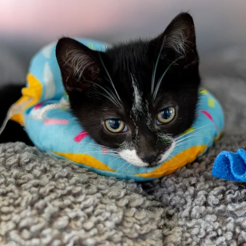 A baby small-sized male Domestic Short Hair cat named Gene Kelly for adoption in Wilmington, DE