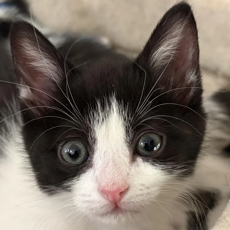 A baby small-sized female Black Domestic Short Hair cat named Casie for adoption in York, PA