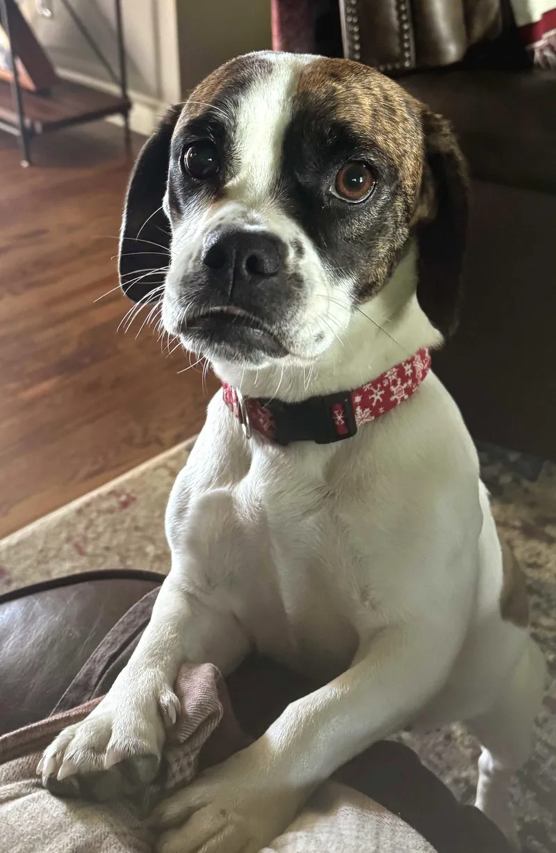 Daisy Belle thumbnail 3