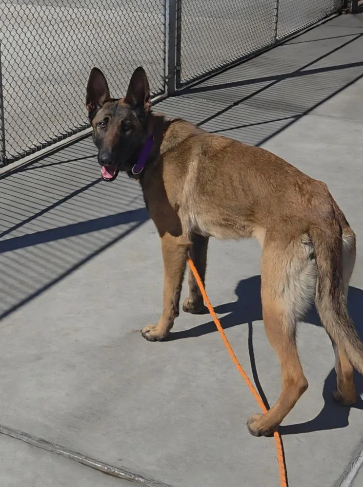 Lilac  Located In thumbnail 3