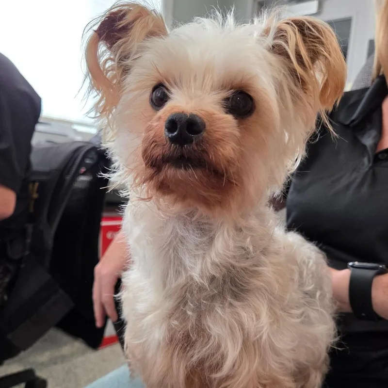 An adult small-sized male Gray / Blue / Silver Yorkshire Terrier dog named Oslo for adoption in Breese, IL