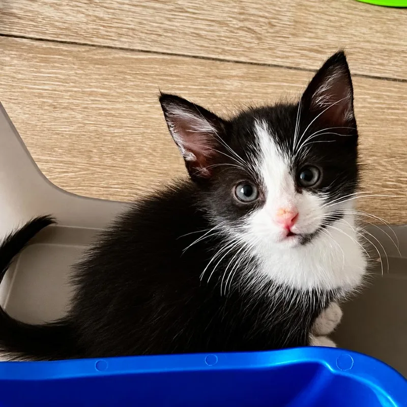 A baby small-sized male Black Domestic Short Hair cat named Vanilli for adoption in Parkland, FL
