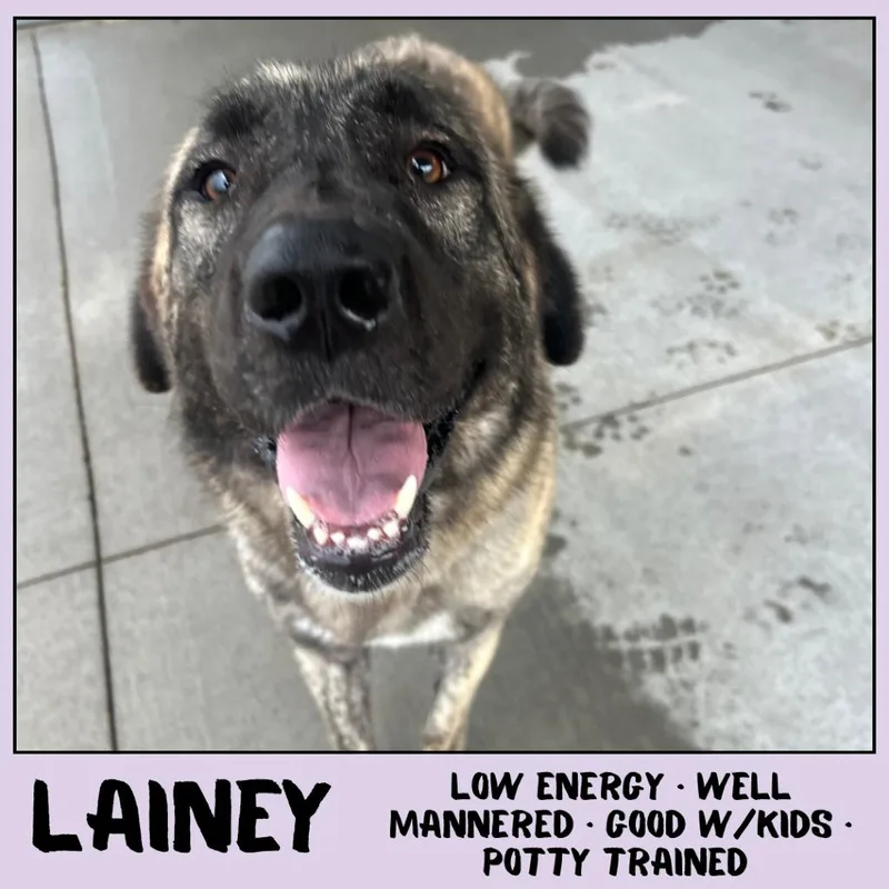 Lainey thumbnail 5