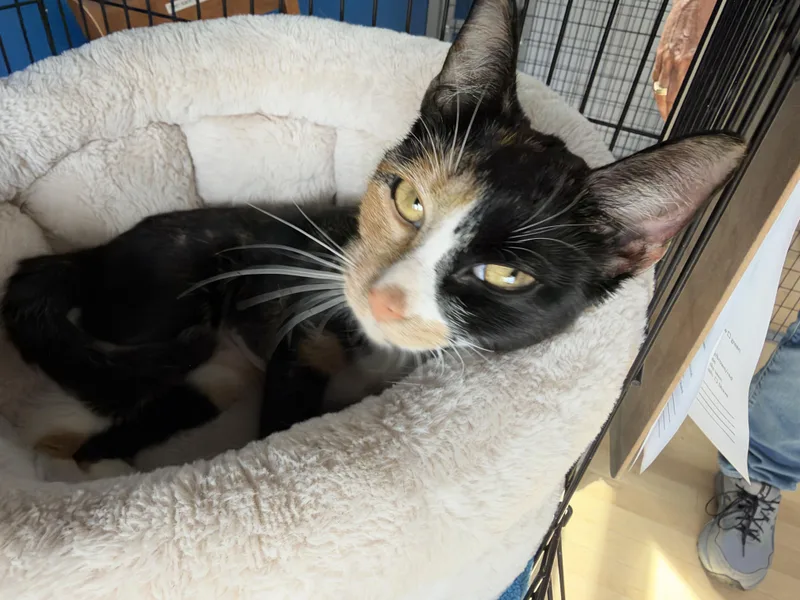 An adult medium-sized female American Shorthair cat named Squawk for adoption in Hull, MA