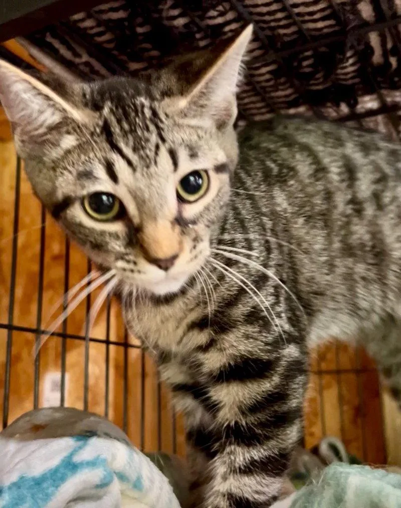 A baby medium-sized male Domestic Short Hair cat named Denali for adoption in Cromwell, KY