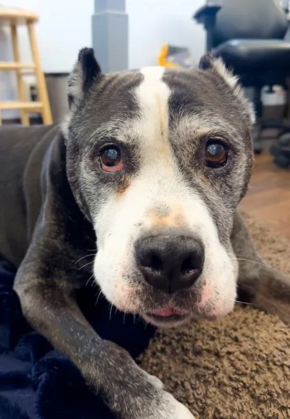 An adult medium-sized male Pit Bull Terrier dog named Boss for adoption in Seattle, WA