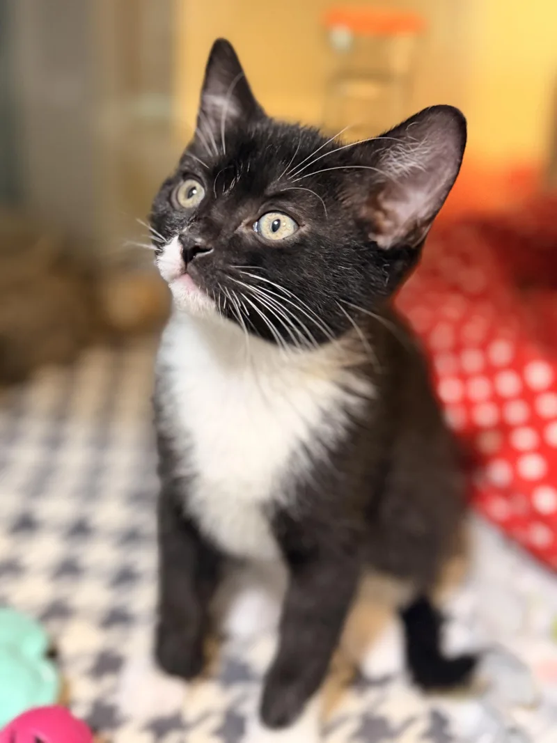 A baby medium-sized male Domestic Short Hair cat named Brigitta Freidrich & for adoption in Ridgefield, CT