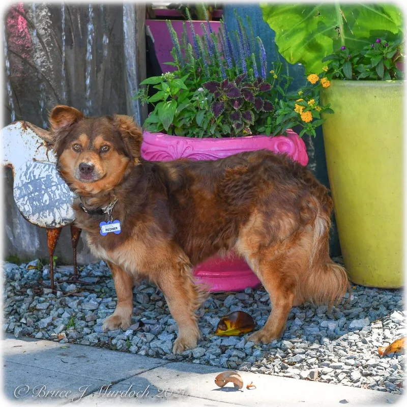 An adult medium-sized male Brown / Chocolate Retriever dog named Redner for adoption in Wake Forest, NC