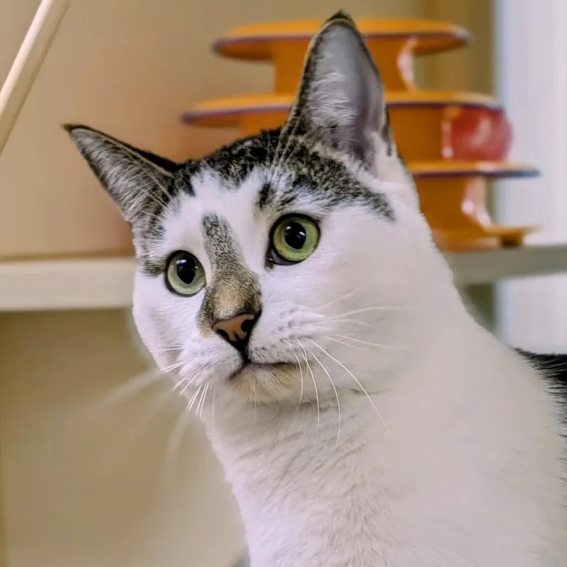 An adult small-sized male White Domestic Short Hair cat named Crosby for adoption in Thomaston, ME