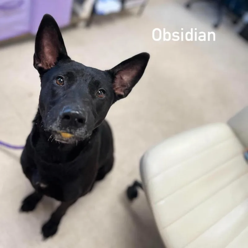 An adult medium-sized female Black Shepherd dog named Obsidian for adoption in Caryville, TN