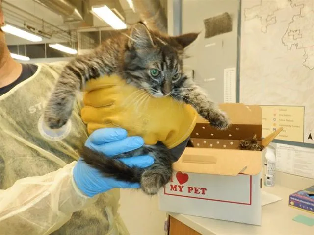 A baby small-sized male Domestic Medium Hair cat named Milo for adoption in San Jose, CA