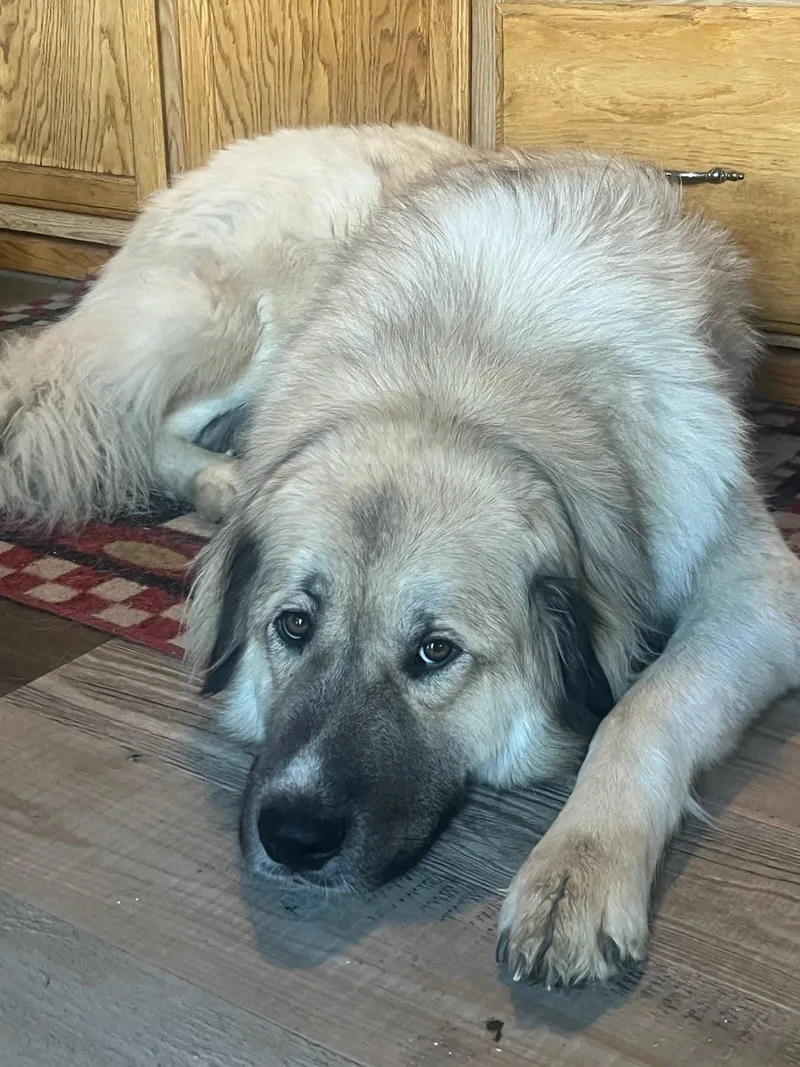 A young extra large-sized male Anatolian Shepherd dog named Baldur for adoption in Winter Park, CO