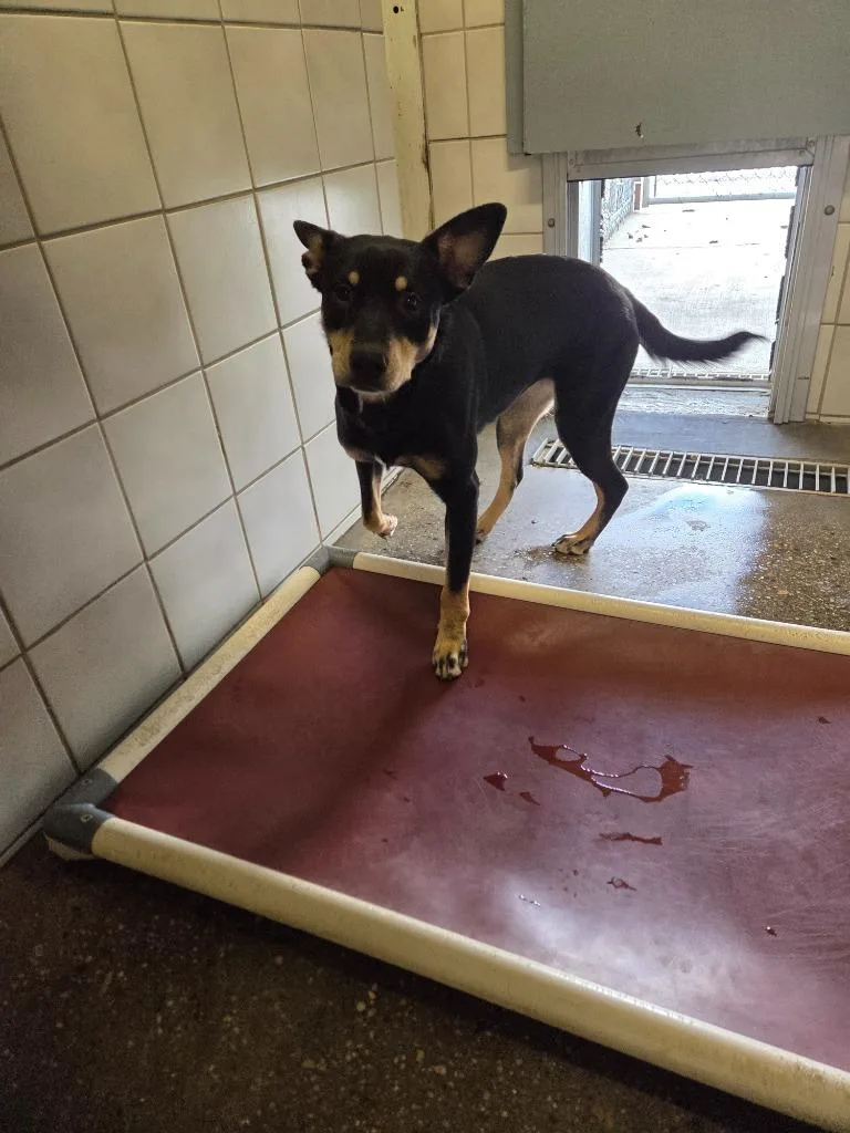 A baby medium-sized female Mixed Breed dog named Sage for adoption in Rock Springs, WY