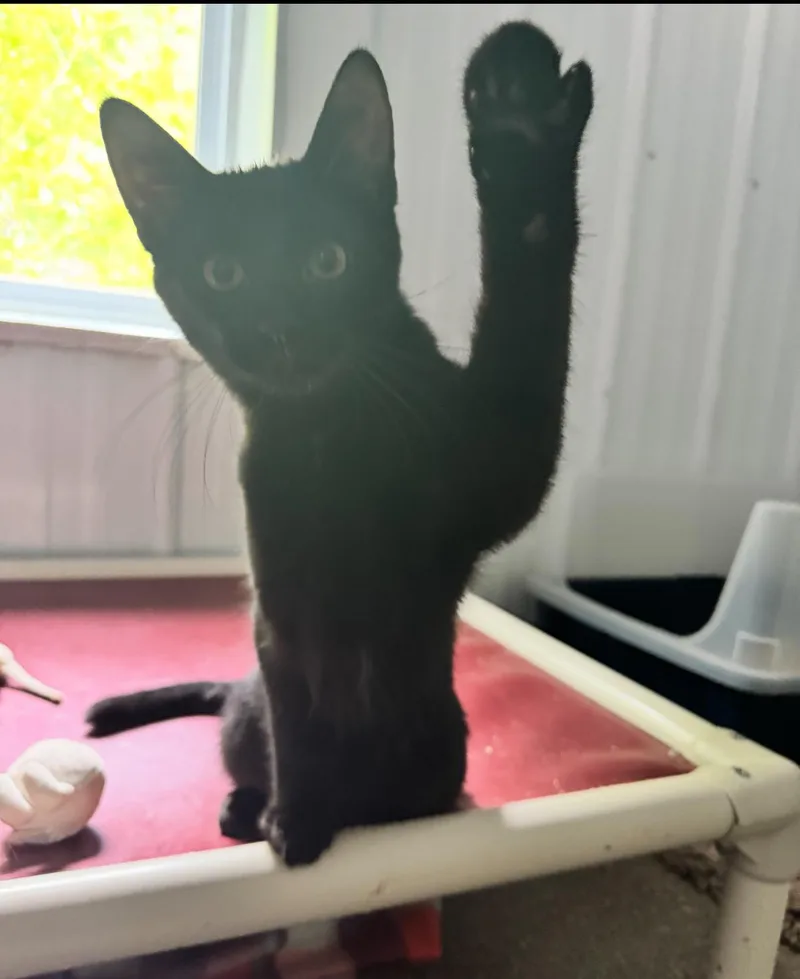 Bob Marley thumbnail 2