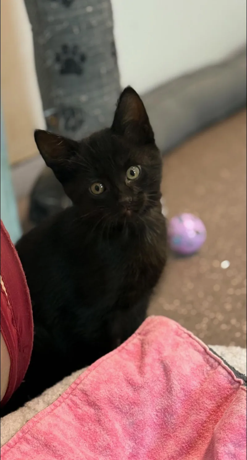 Bob Marley thumbnail 4