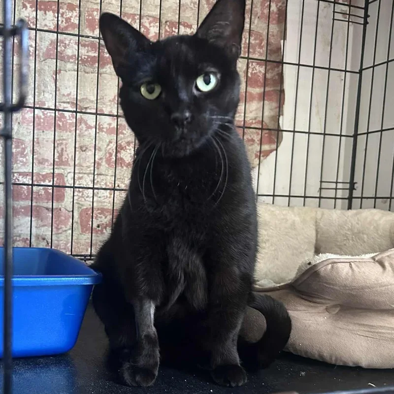 An adult medium-sized female Black Domestic Short Hair cat named Phoebe for adoption in Huntington, NY