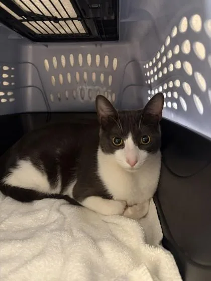 An adult medium-sized male American Wirehair cat named Iosefa `sefa` for adoption in Honolulu, HI