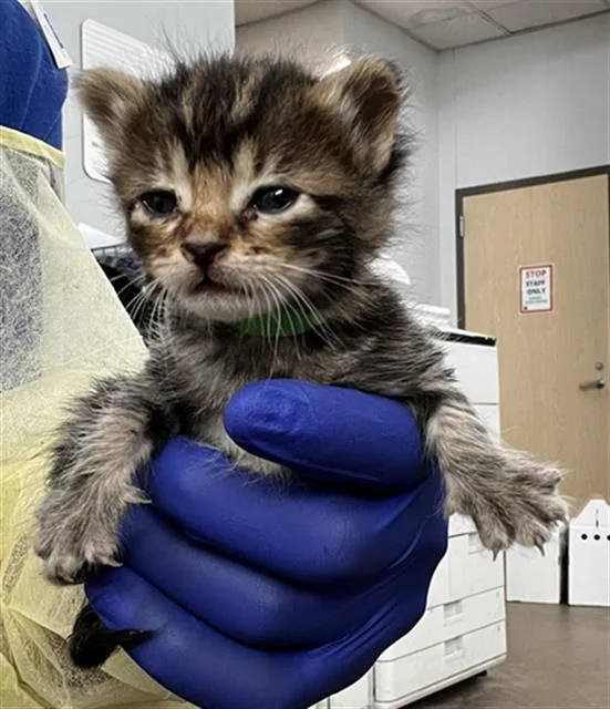 A baby medium-sized female Domestic Medium Hair cat named Mocha for adoption in Dallas, TX