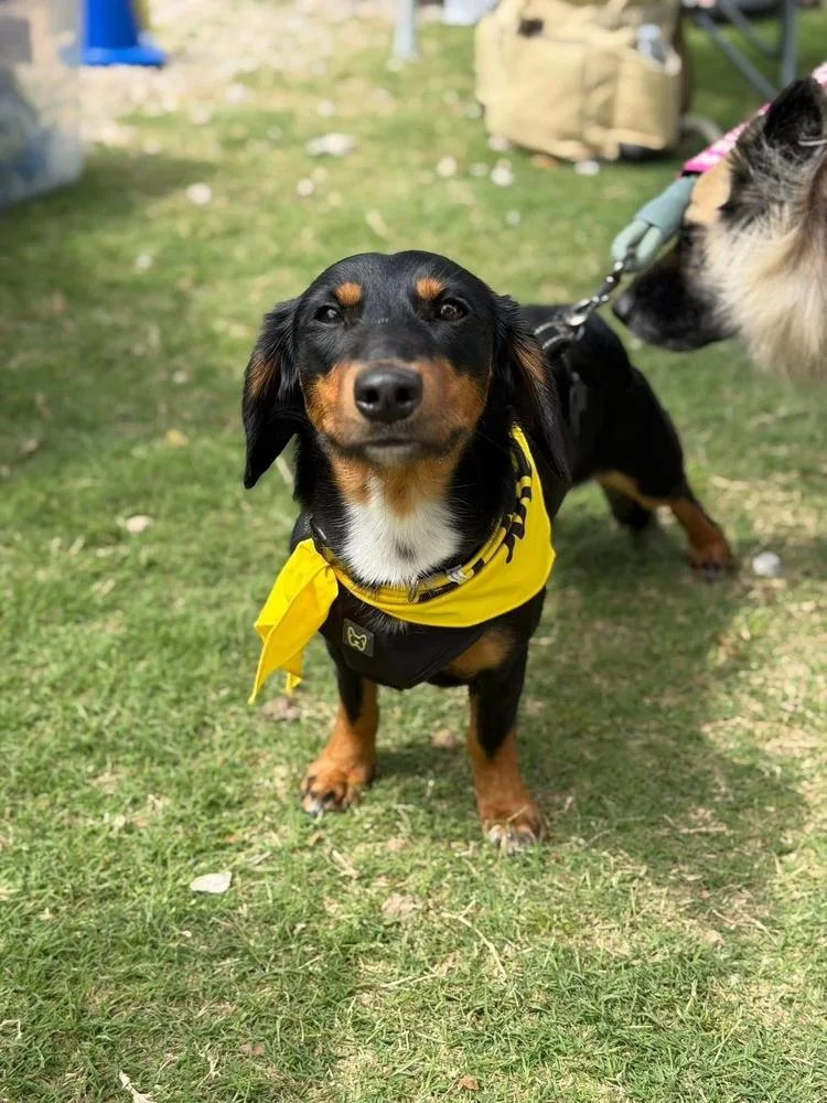 A young small-sized male Brown / Chocolate Dachshund dog named Timber for adoption in Richardson, TX