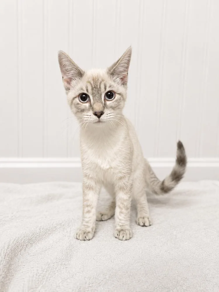 A young large-sized male Buff & White Domestic Short Hair cat named Marshmallow Fluff for adoption in Chuckey, TN