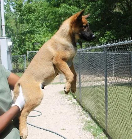 Shadowwolf thumbnail 2