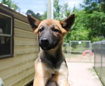 Shadowwolf thumbnail 3