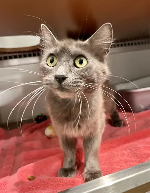 A young medium-sized female Domestic Short Hair cat named Mamacita for adoption in San Francisco, CA