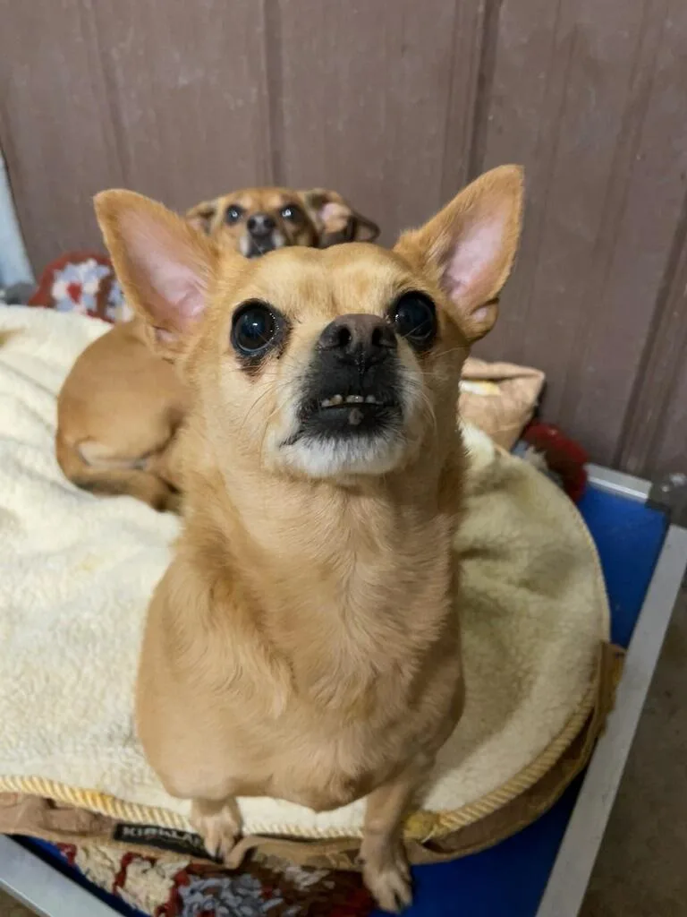 An adult small-sized male Yellow / Tan / Blond / Fawn Chihuahua dog named Yoshi for adoption in Polson, MT