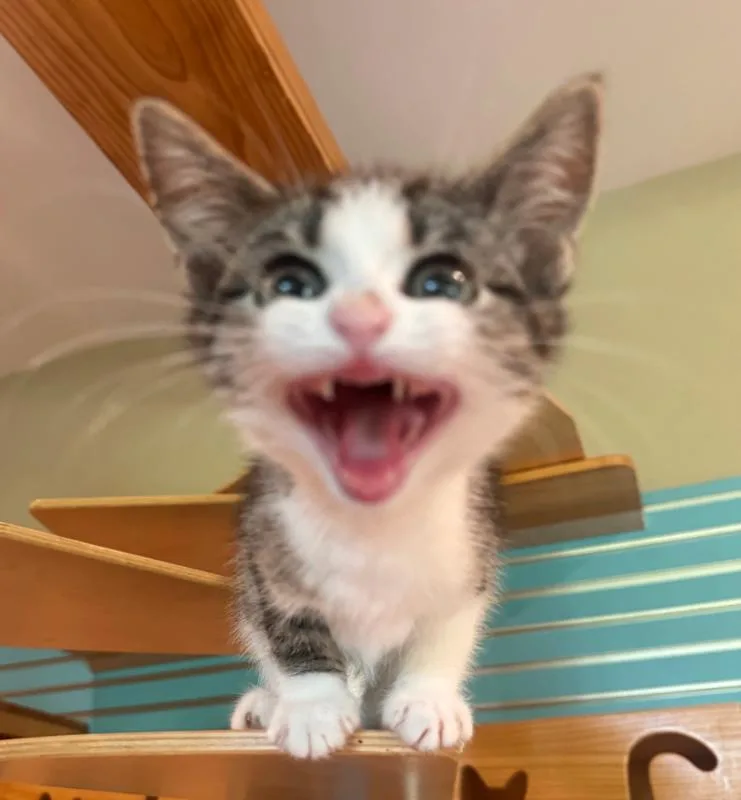 A young small-sized female Tabby (Brown / Chocolate) Domestic Short Hair cat named Acai for adoption in Osseo, MI