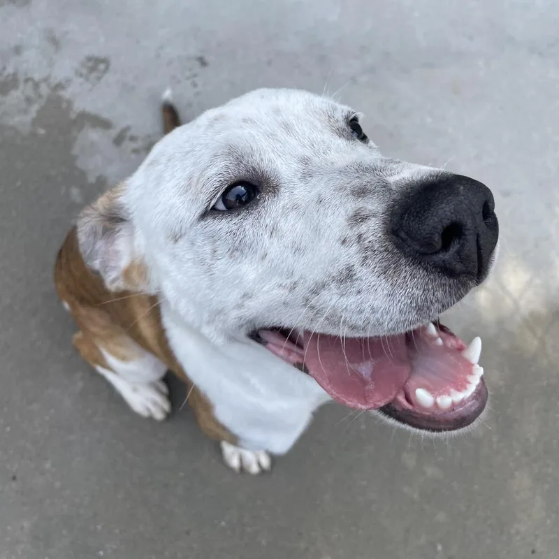 Hugo