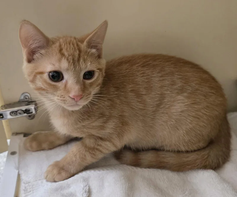 A baby medium-sized male Orange / Red Domestic Short Hair cat named TurboTwo for adoption in Lancaster, PA