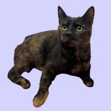 An adult medium-sized female Tortoiseshell Domestic Short Hair cat named Adeline for adoption in Tuscaloosa, AL