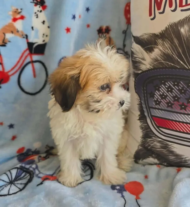 Tucker