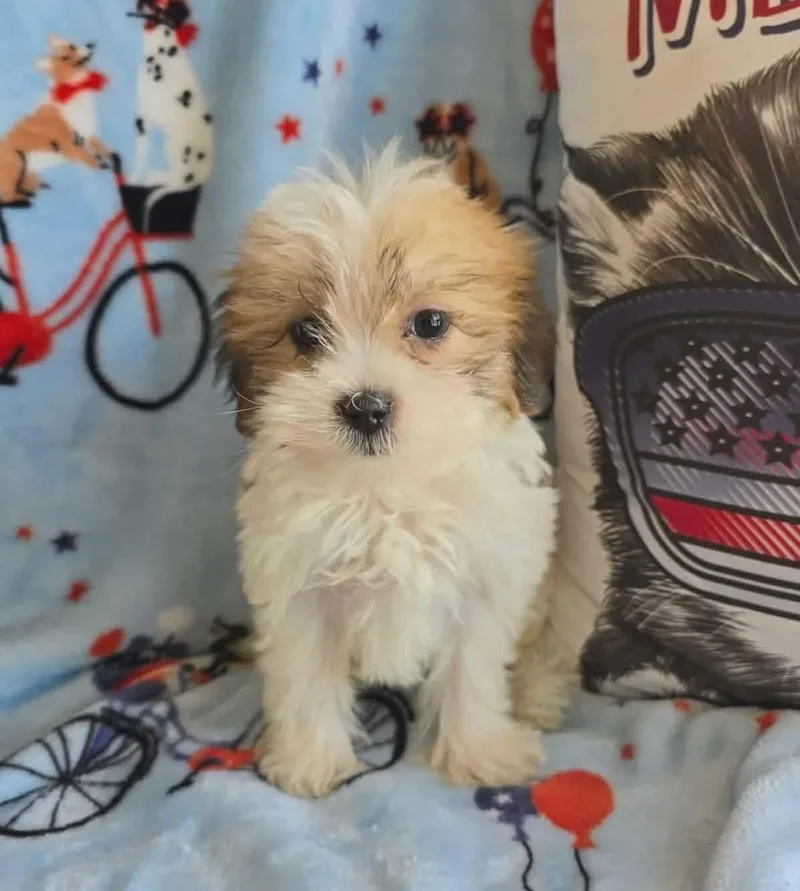 Tucker thumbnail 2