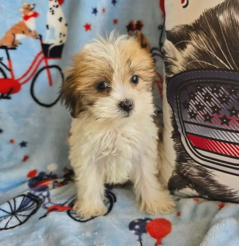Tucker thumbnail 3