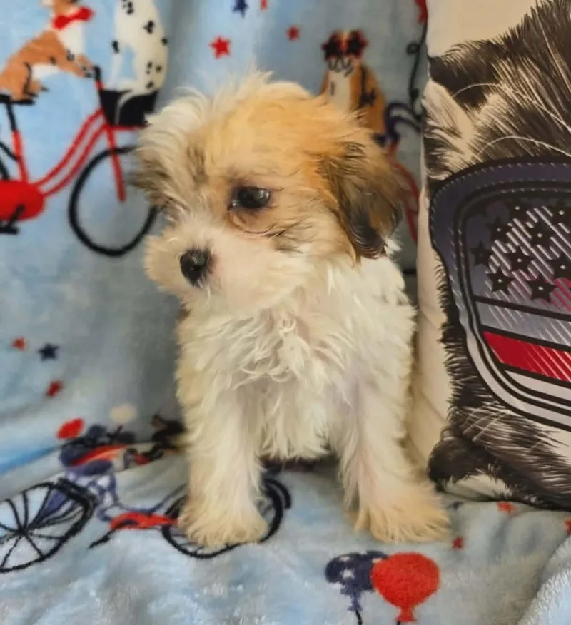 Tucker thumbnail 4