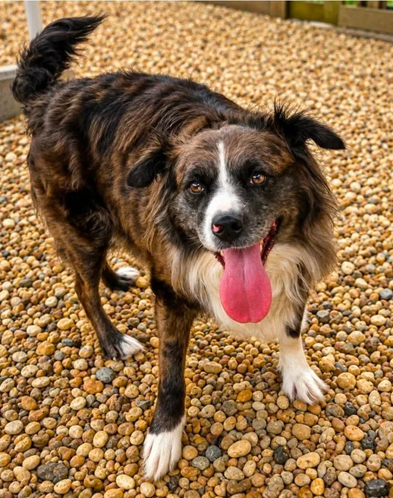 An adult large-sized female Australian Shepherd dog named Paxie for adoption in El Dorado, AR