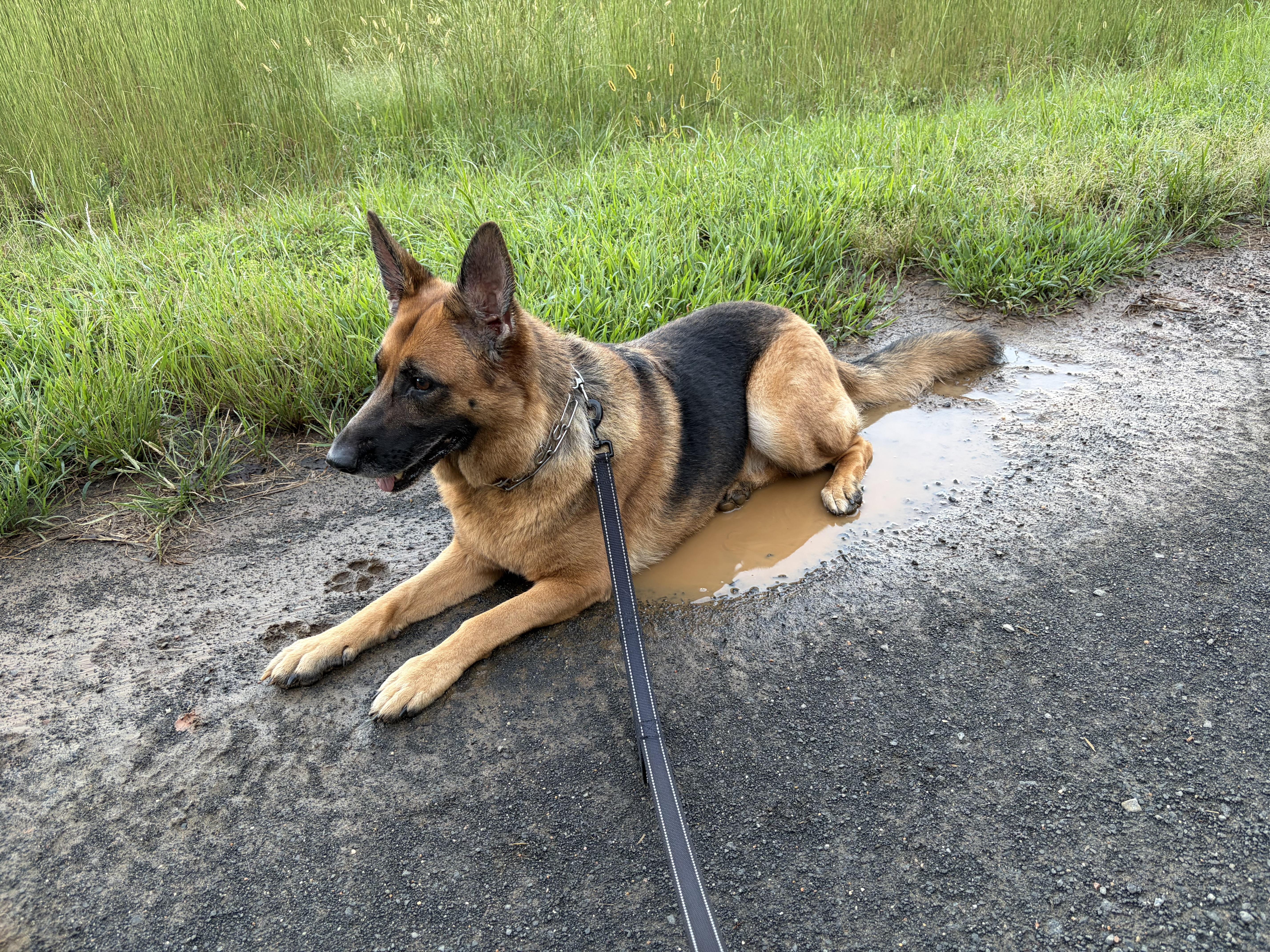 An adult large-sized female German Shepherd Dog dog named Pearl for adoption in Thibodaux, LA