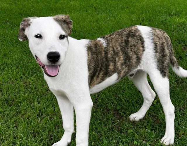 A baby medium-sized male Catahoula Leopard Dog dog named Pup Georgie for adoption in Washington, DC