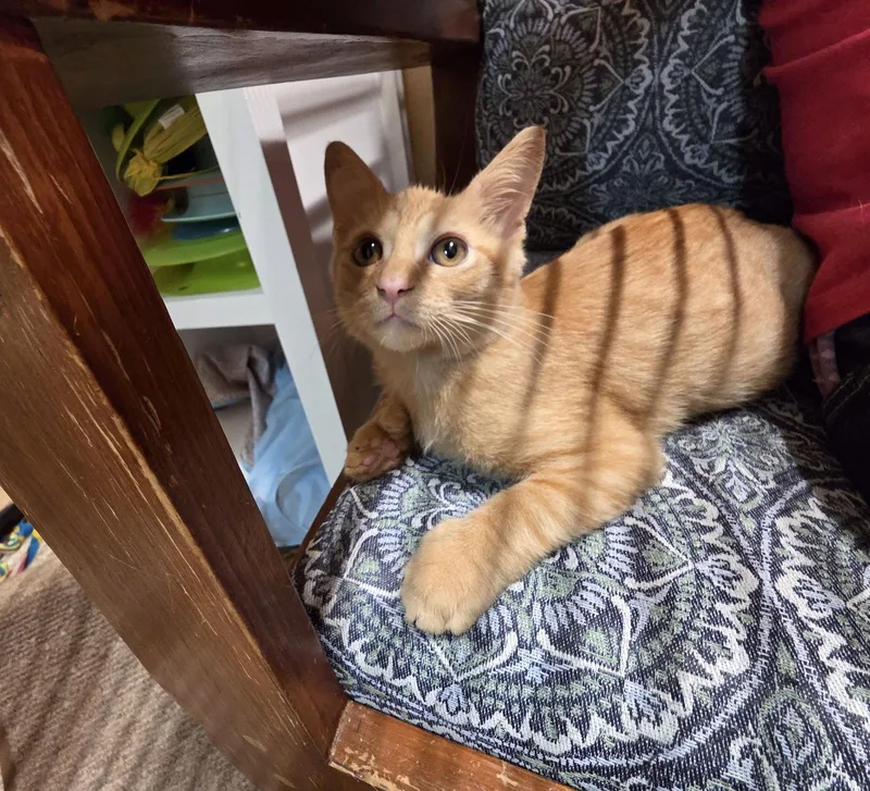 A baby medium-sized male Orange / Red Domestic Short Hair cat named Ernest for adoption in Greenville, DE