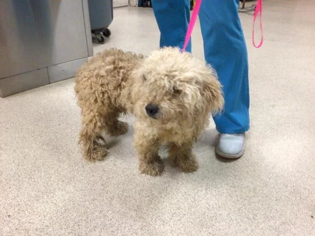 An adult medium-sized male Poodle dog named Sparkler for adoption in Riverside, CA
