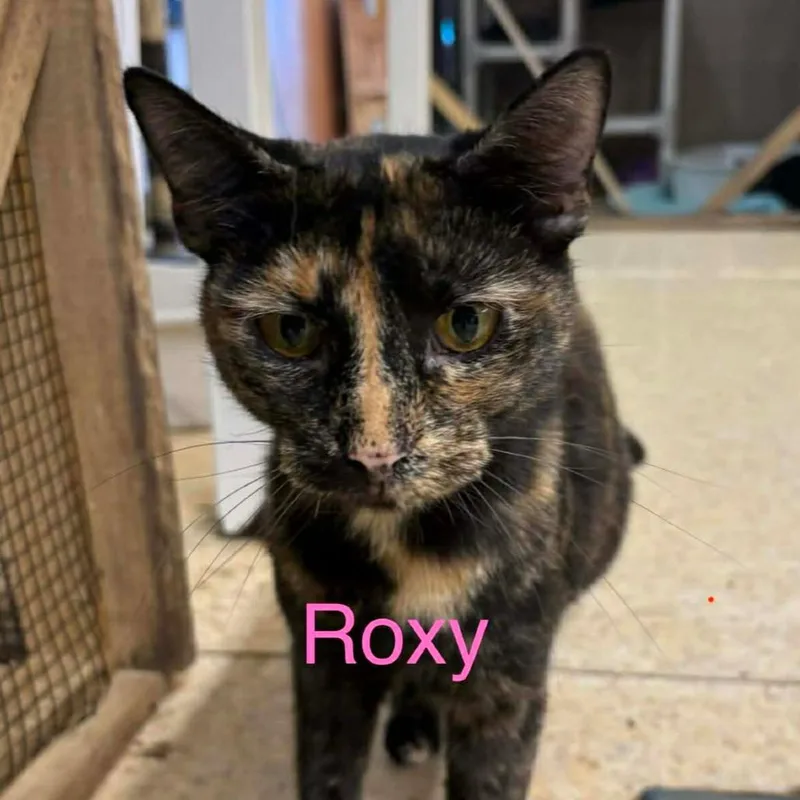 A young medium-sized female Tortoiseshell Domestic Short Hair cat named Roxy for adoption in Nashville, TN