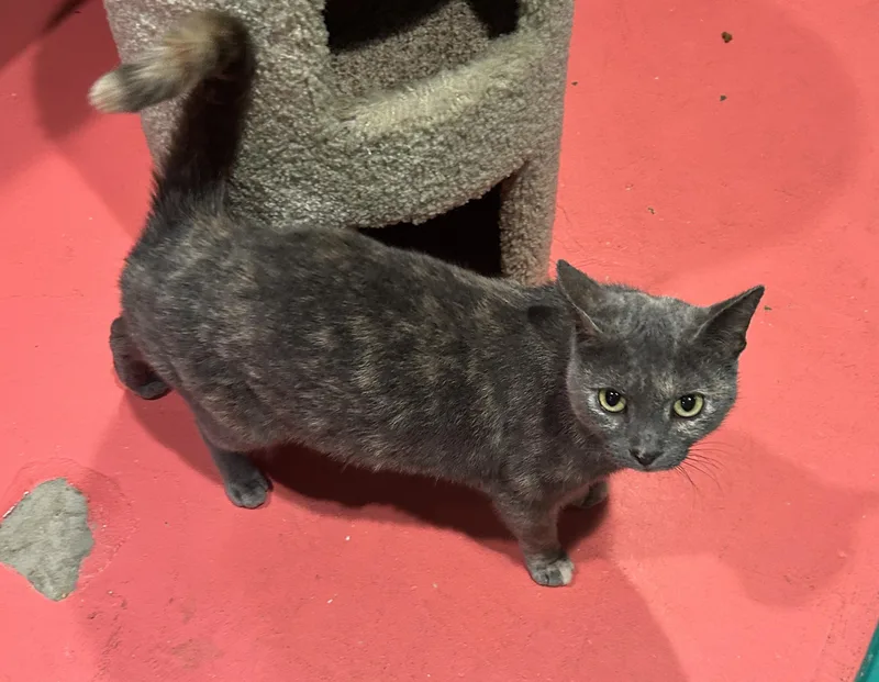 Lavender thumbnail 4