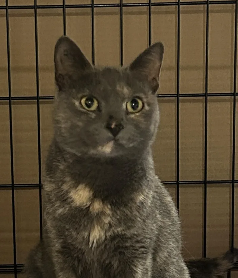 Lavender thumbnail 5