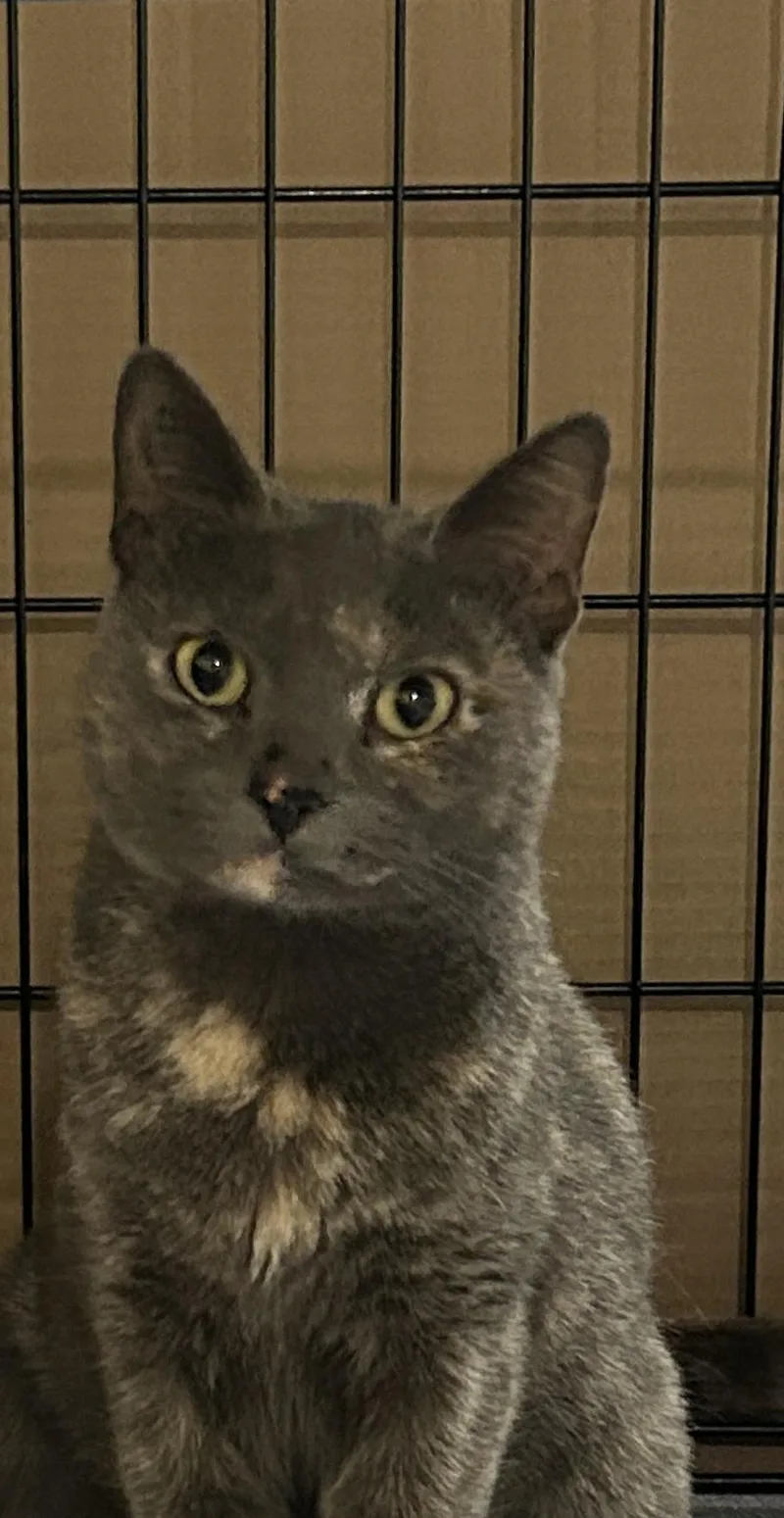 Lavender thumbnail 6