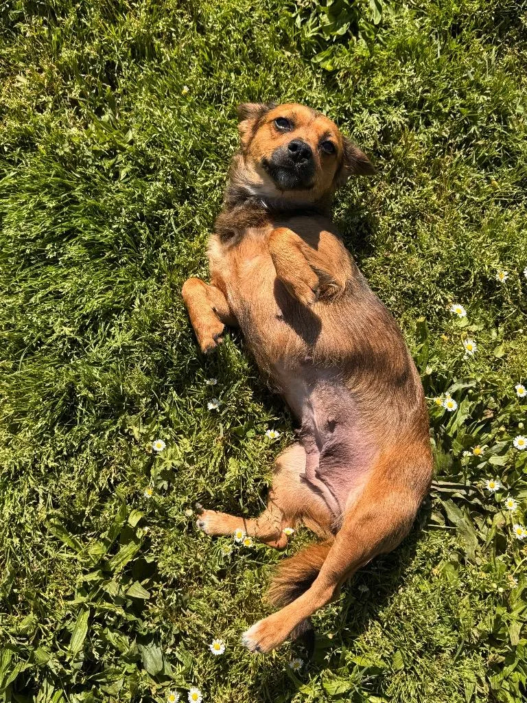 A young medium-sized female Chihuahua dog named Linda for adoption in Newberg, OR