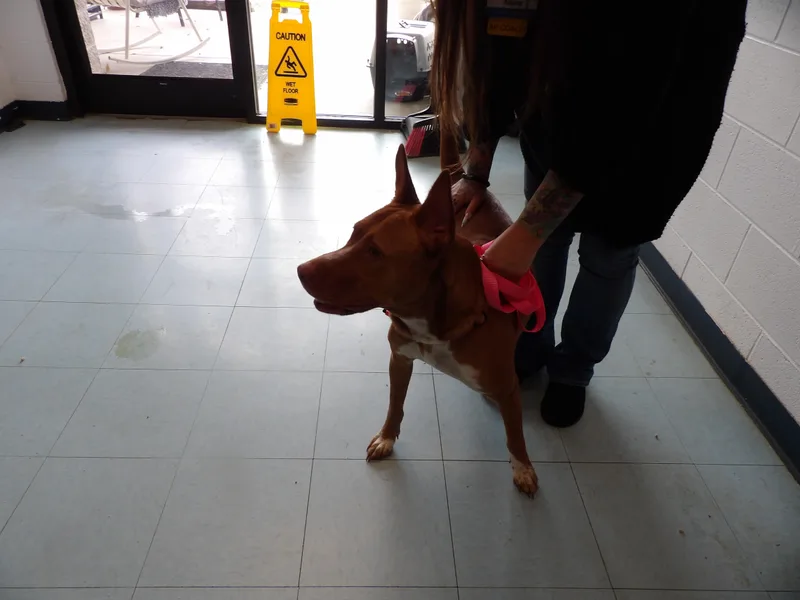 An adult medium-sized female Pit Bull Terrier dog named Alaina for adoption in Dublin, VA